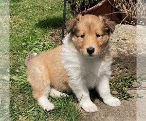 Collie Puppy for Sale in KNOX, Pennsylvania USA