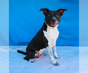 Mutt Dogs for adoption in Pasadena, CA, USA