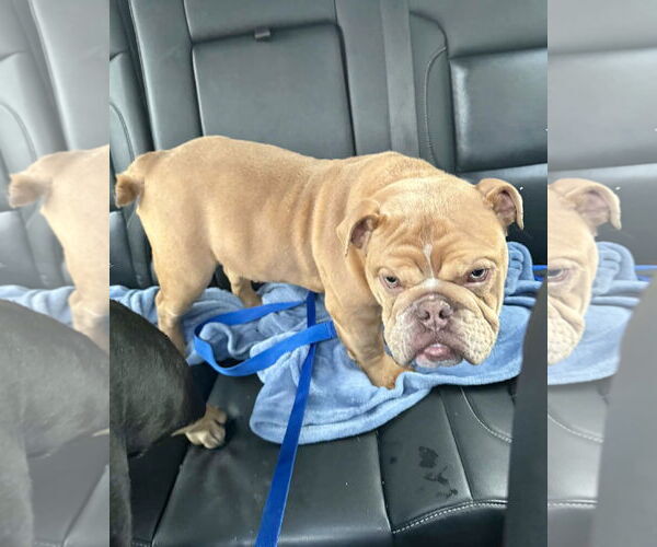 Medium Photo #2 Bulldog Puppy For Sale in Dumont, NJ, USA