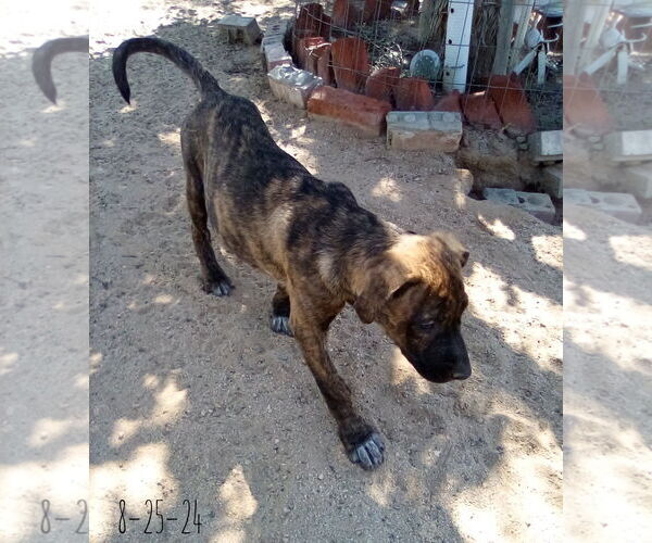 Medium Photo #1 Mutt Puppy For Sale in Apple Valley, CA, USA
