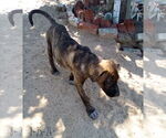 Small Mutt