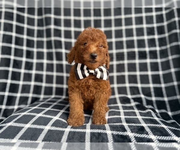 Medium Photo #2 Goldendoodle (Miniature) Puppy For Sale in LAKELAND, FL, USA