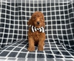 Small #1 Goldendoodle (Miniature)