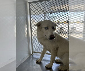 Siberian Husky Dogs for adoption in Bakersfield, CA, USA