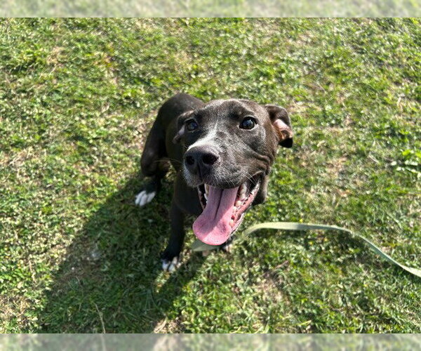 Medium Photo #1 American Pit Bull Terrier-Beagle Mix Puppy For Sale in Ocala, FL, USA