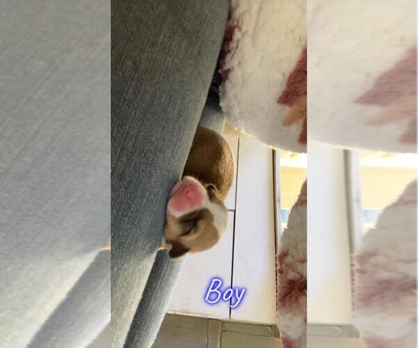 Medium Photo #8 Pembroke Welsh Corgi Puppy For Sale in BENTS FORT, CO, USA