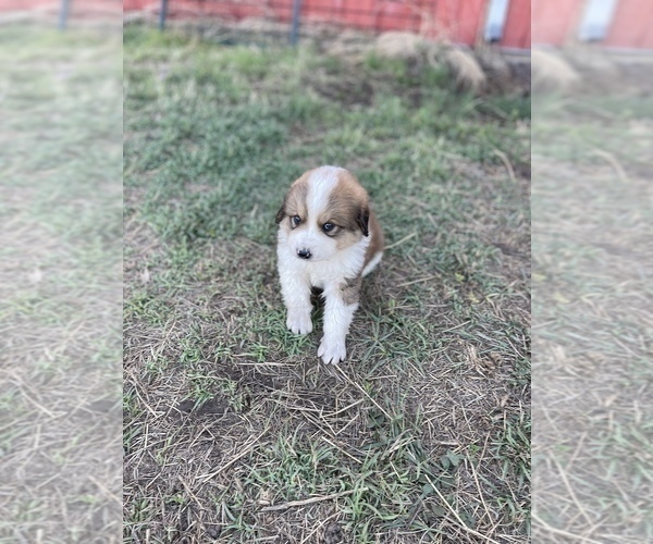 Medium Photo #10 Great Bernese Puppy For Sale in BOOKER, TX, USA