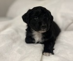 Small Photo #2 Aussiedoodle Miniature  Puppy For Sale in KINGSPORT, TN, USA