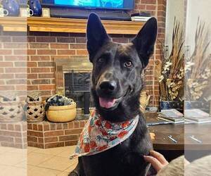 Mother of the German Shepherd Dog puppies born on 04/21/2026