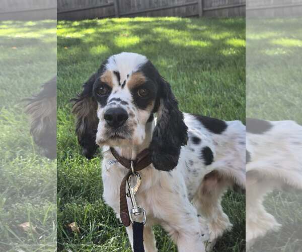 Medium Photo #4 Cocker Spaniel Puppy For Sale in Belleuve, NE, USA