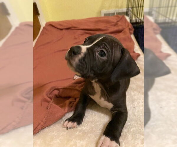 Medium Photo #3 American Staffordshire Terrier-Boxer Mix Puppy For Sale in Springdale, PA, USA