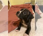Small #2 American Staffordshire Terrier-Boxer Mix