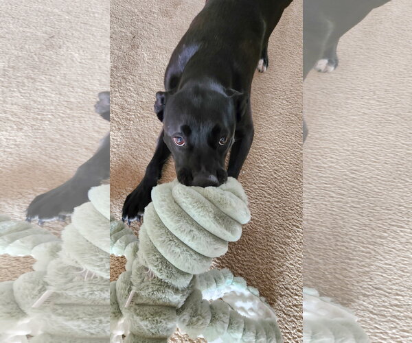 Medium Photo #9 American Pit Bull Terrier-Labrador Retriever Mix Puppy For Sale in Holly Springs, NC, USA