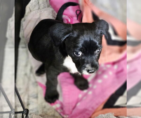 Medium Photo #2 Border Terrier Puppy For Sale in Williamsburg, NM, USA
