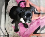 Small #1 Border Terrier