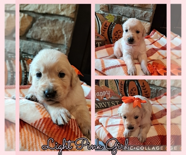 Medium Photo #1 Golden Retriever Puppy For Sale in BROKEN BOW, OK, USA