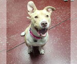 Small #49 American Pit Bull Terrier Mix