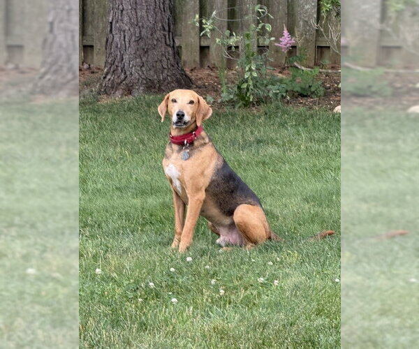 Medium Photo #2 Treeing Walker Coonhound Puppy For Sale in Oakhurst, NJ, USA
