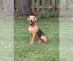 Small #1 Treeing Walker Coonhound