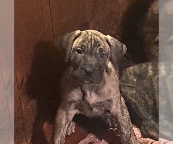Medium Photo #1 Presa Canario Puppy For Sale in ANSON, ME, USA