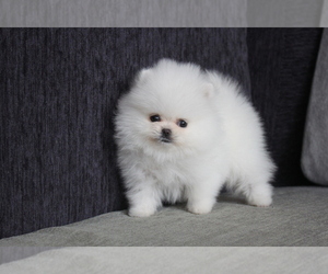 Pomeranian Puppy for sale in SEATTLE, WA, USA