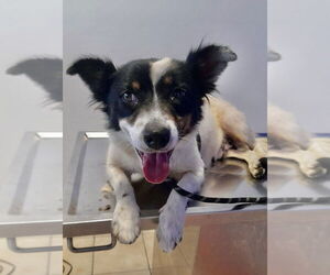 Australian Shepherd-Unknown Mix Dogs for adoption in San Diego, CA, USA