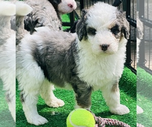 Bernedoodle Puppy for sale in BREMEN, GA, USA
