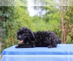Small #32 Poodle (Toy)