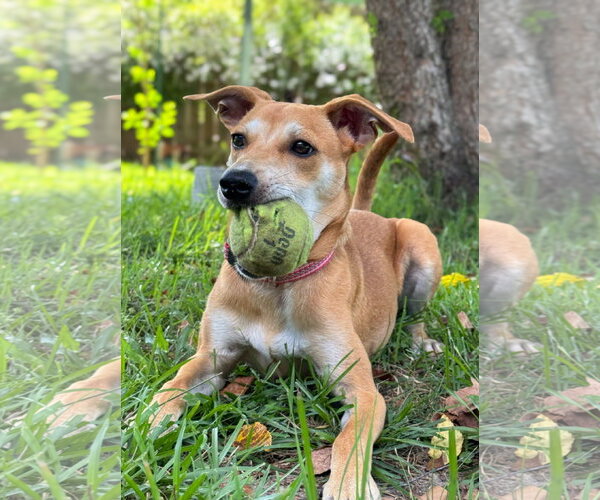 Medium Photo #2 Black Mouth Cur-Whippet Mix Puppy For Sale in Magnolia Springs, AL, USA