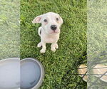 Small #7 American Pit Bull Terrier Mix