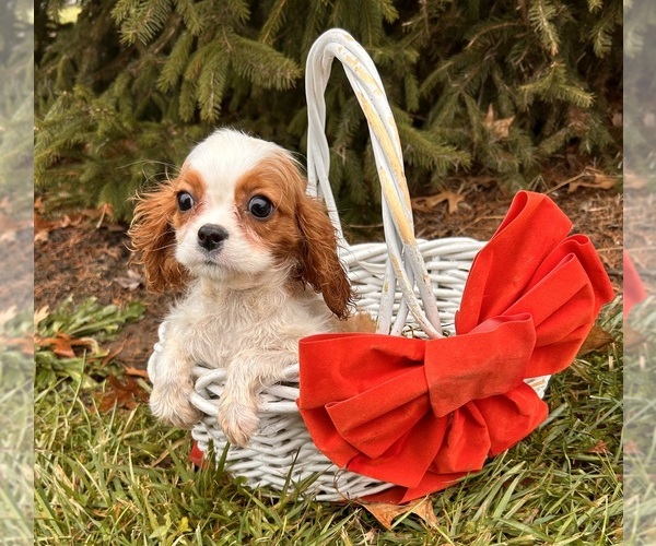Medium Photo #2 Cavalier King Charles Spaniel Puppy For Sale in MIDDLEBURY, IN, USA
