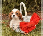 Small #1 Cavalier King Charles Spaniel