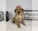 Small #1 Golden Retriever