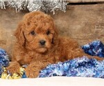 Small #5 Cavapoo