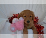 Puppy Abby Golden Retriever