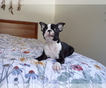 Small #2 Boston Terrier