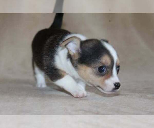 Medium Photo #7 Chihuahua Puppy For Sale in HUDSONVILLE, MI, USA