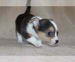 Small Photo #40 Chihuahua Puppy For Sale in HUDSONVILLE, MI, USA