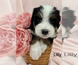 Medium Bernedoodle