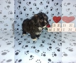 Small Photo #8 Maltese Puppy For Sale in LAPEER, MI, USA