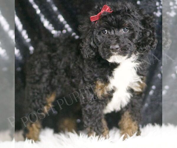 Medium Photo #4 Poodle (Toy) Puppy For Sale in WARSAW, IN, USA
