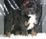 Small #3 Poodle (Toy)