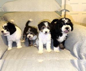 Bernedoodle (Miniature) Puppy for Sale in DETROIT, Michigan USA