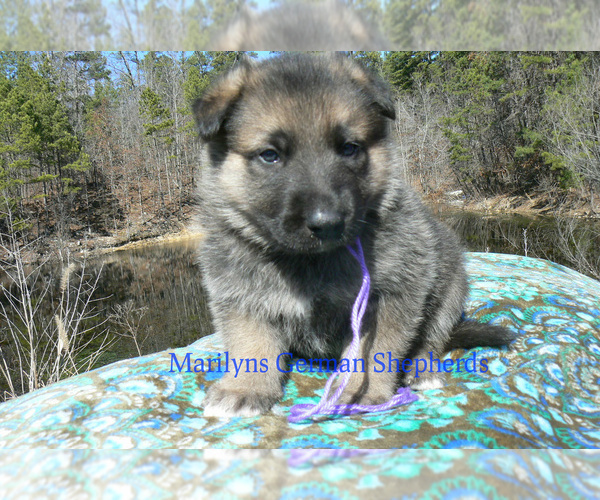 Medium Photo #4 German Shepherd Dog Puppy For Sale in PIEDMONT, MO, USA