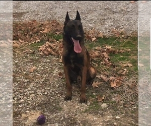 Father of the Belgian Malinois puppies born on 03/25/2019