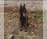 Small Photo #1 Belgian Malinois Puppy For Sale in BERRY, AL, USA
