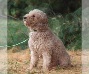 Father of the Goldendoodle-Poodle (Miniature) Mix puppies born on 10/04/2021