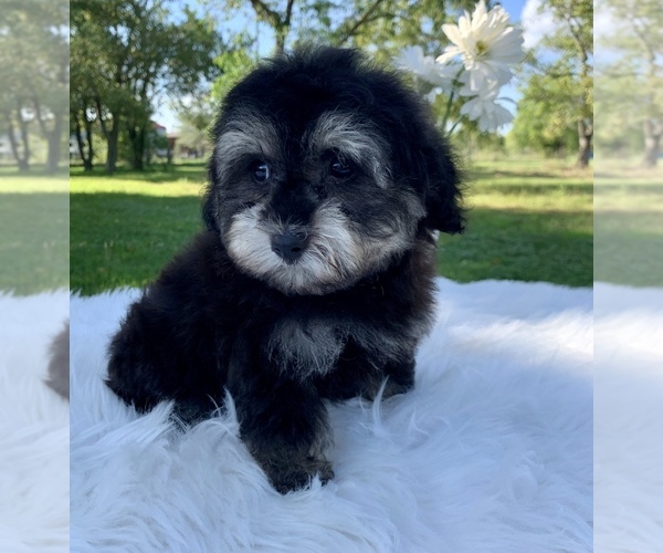 Medium Photo #10 Havanese-Poodle (Toy) Mix Puppy For Sale in HOUSTON, TX, USA