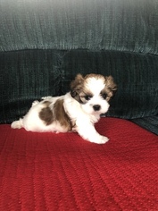 Shih Tzu Puppy for sale in HOLIDAY, FL, USA