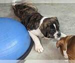 Small #4 Olde English Bulldogge